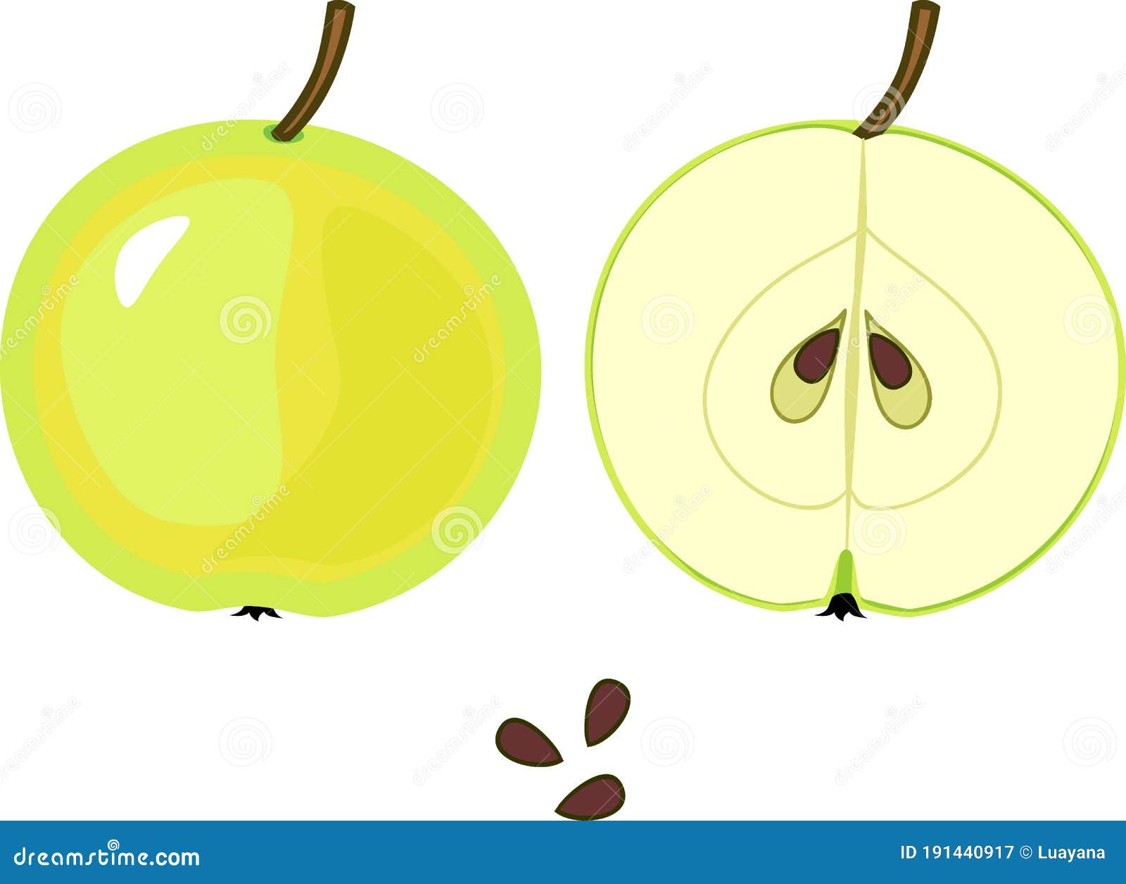 ripe green apple, whole and in longitudinal section